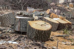 В Алматы заведено дело из-за вырубки редких дубов