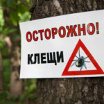 В Павлодарской области подтвердили случай клещевого энцефалита