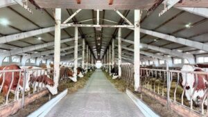 Казахстан планирует увеличить экспорт мяса до 50 тысяч тонн в год