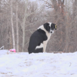 Стерилизованная собака, взятая с улицы, внезапно ощенилась в пригороде Павлодара