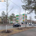 Где в этом году в Павлодаре старые деревья заменят на новые
