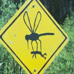 В Павлодаре началась дезинсекция подвалов от комаров