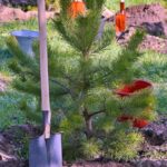 В Павлодаре высадили аллею выпускников с участием акима региона