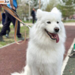 В Павлодаре больше 50 собак боролись за чемпионство Казахстана и Турции