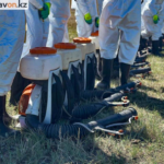 В Павлодаре усилили борьбу с комарами, привлекли больше специалистов