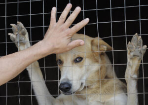 Юридические призраки: в Казахстане нет категории «приют для животных» в классификаторе земель   Эксклюзив КТ