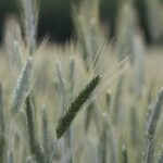 Вопросы сохранения урожая и заготовки кормов обсудили в Павлодаре