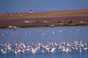 В Коргалжынский заповедник направили 40 млн кубометров воды для фламинго