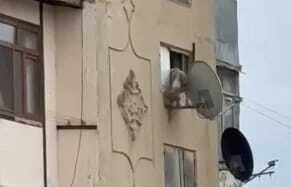 В Баку из окна выбросили беременную собаку: виновный осужден